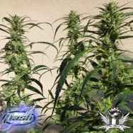 Flash Autoflowering Seeds Doctor Shiva SuperAuto F1